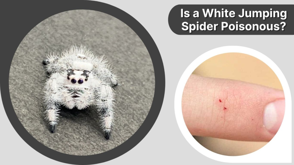 Is a White Jumping Spider Poisonous?
