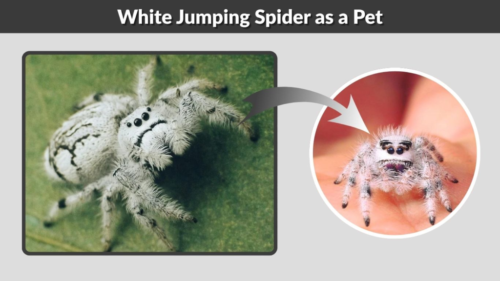 White Jumping Spider as a Pet
