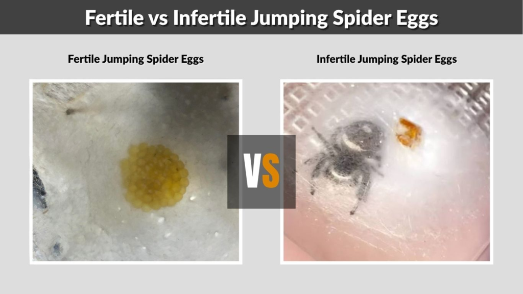 Fertile vs Infertile Jumping Spider Eggs