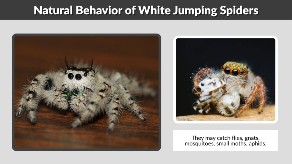 Natural Behavior of White Jumping Spiders