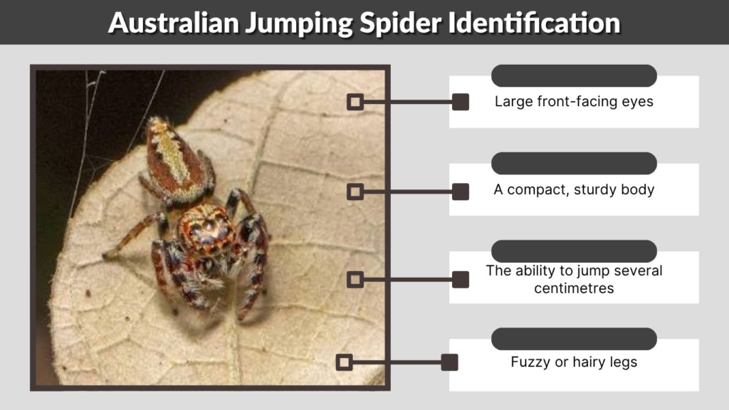 Australian Jumping Spider Identification