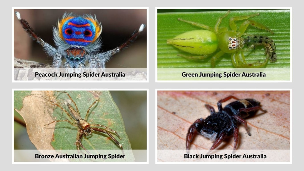 Common Australian Jumping Spider Species