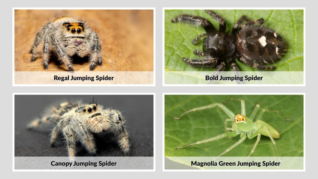 Common Florida Jumping Spider Species