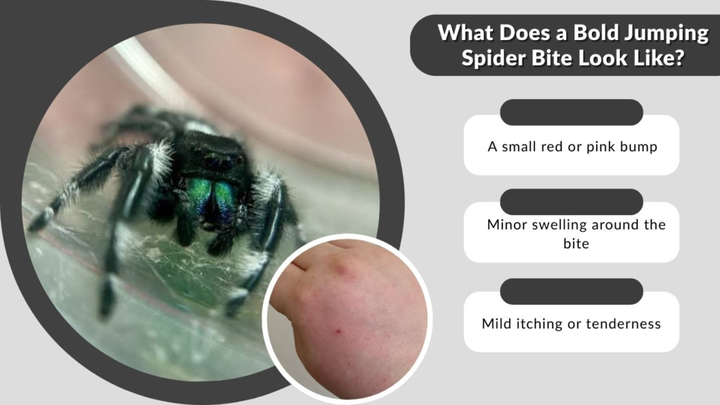 What Does a Bold Jumping Spider Bite Look Like?