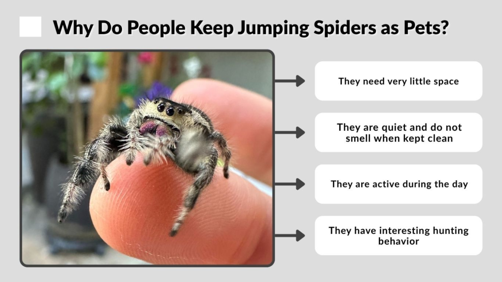 Why Do People Keep Jumping Spiders as Pets?