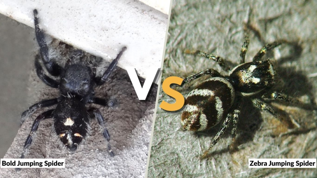 Bold Jumping Spider vs Zebra Jumping Spider