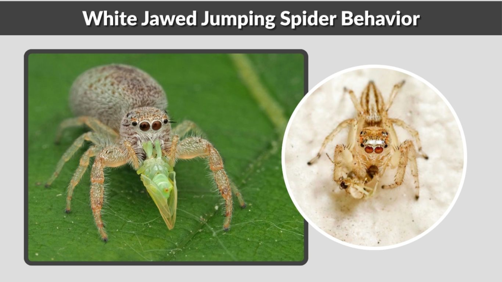 White Jawed Jumping Spider Behavior