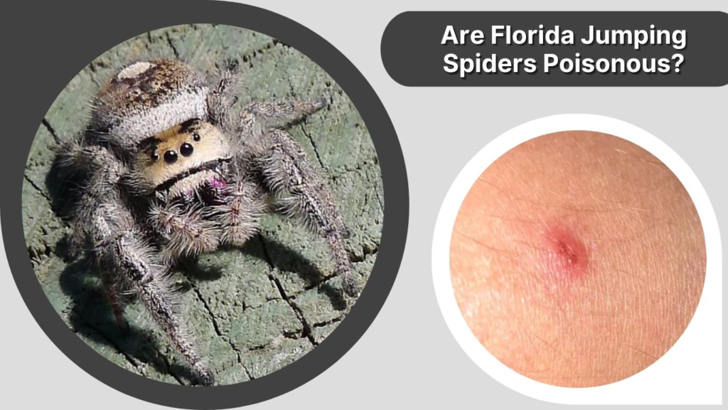 Are Florida Jumping Spiders Poisonous?