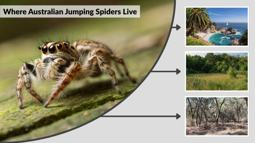 Where Australian Jumping Spiders Live