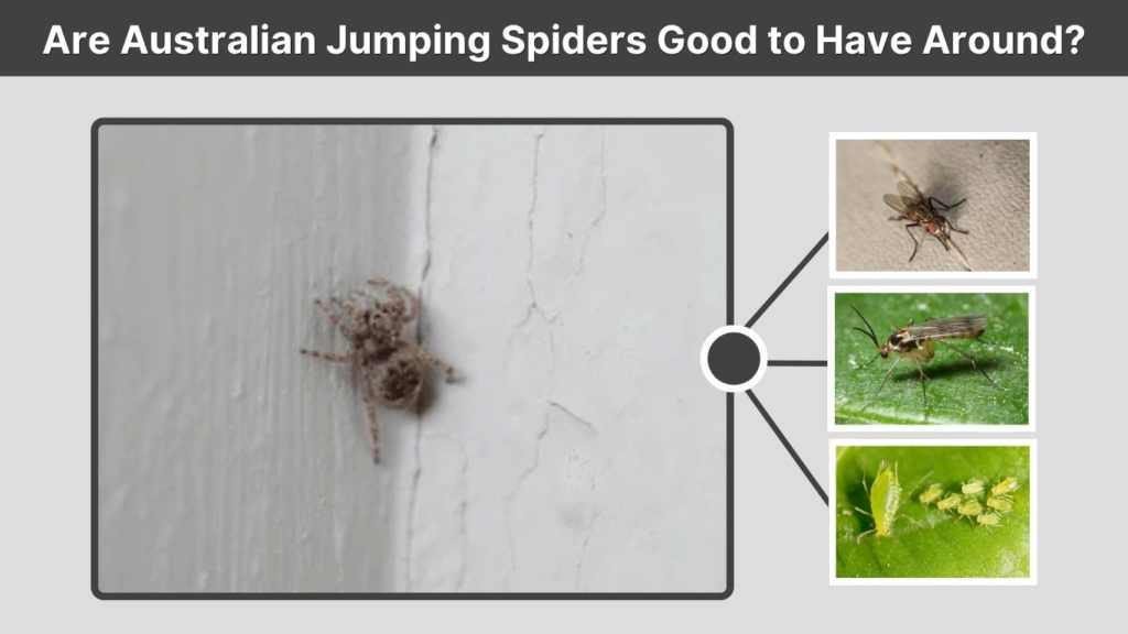 Are Australian Jumping Spiders Good to Have Around?
