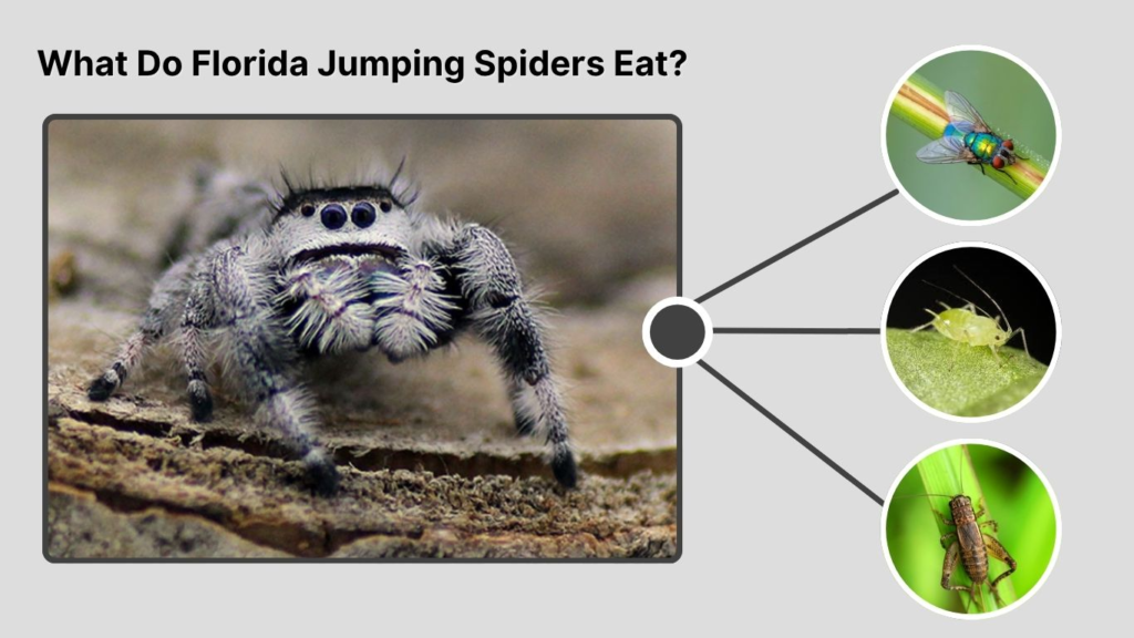 What Do Florida Jumping Spiders Eat?