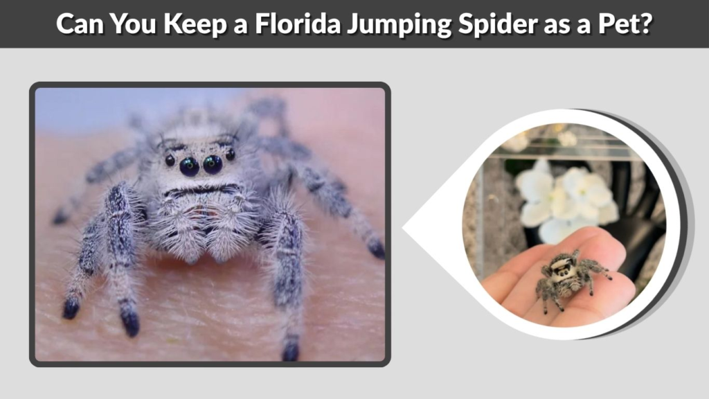 Can You Keep a Florida Jumping Spider as a Pet?