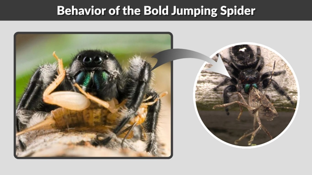 Behavior of the Bold Jumping Spider
