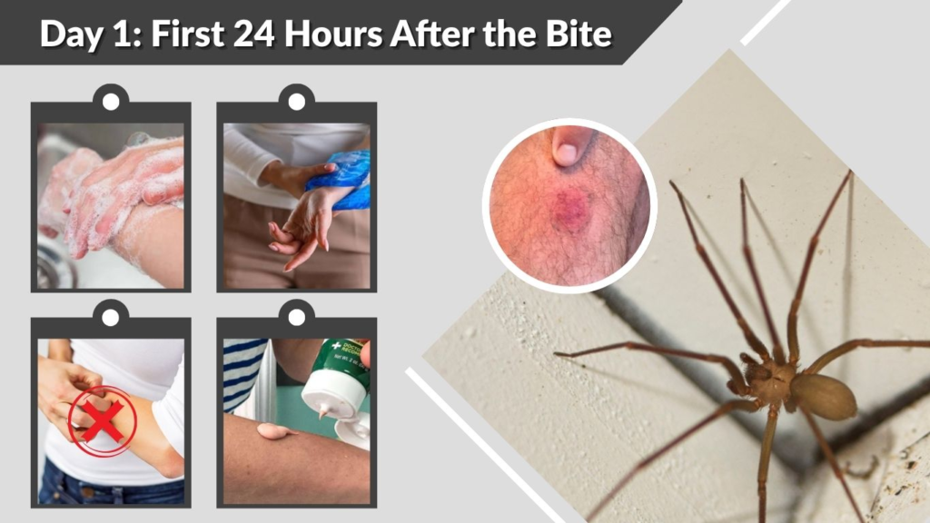 Day 1: First 24 Hours After the Bite