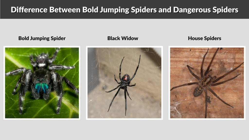 Difference Between Bold Jumping Spiders and Dangerous Spiders