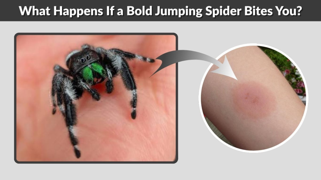 What Happens If a Bold Jumping Spider Bites You?