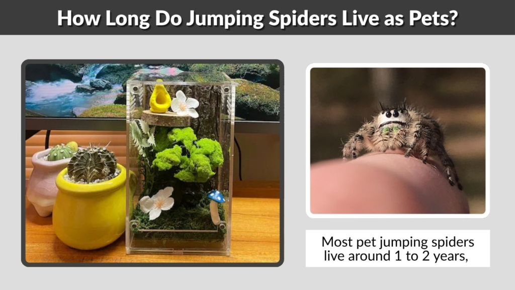 How Long Do Jumping Spiders Live as Pets?