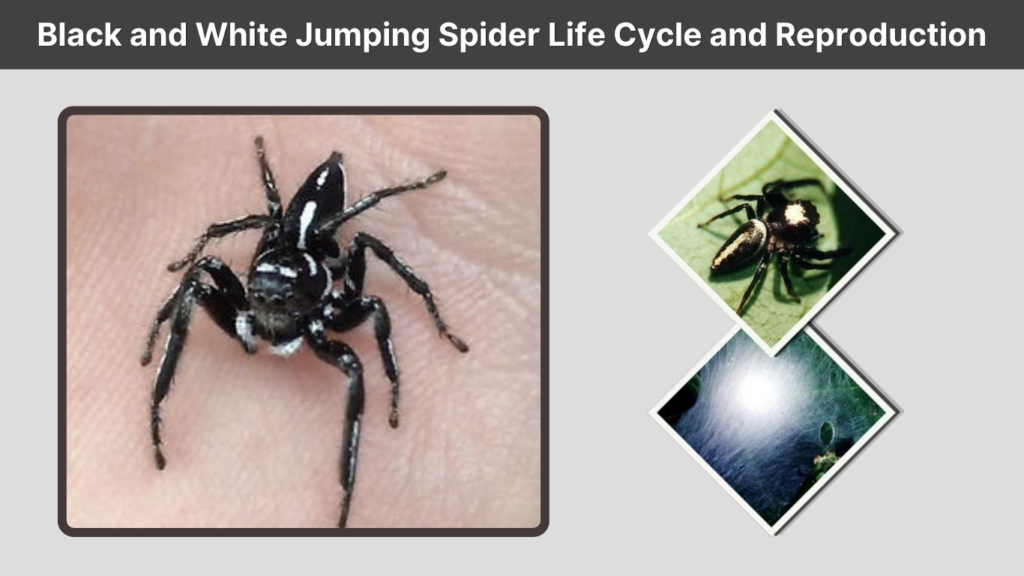 Black and White Jumping Spider Life Cycle and Reproduction