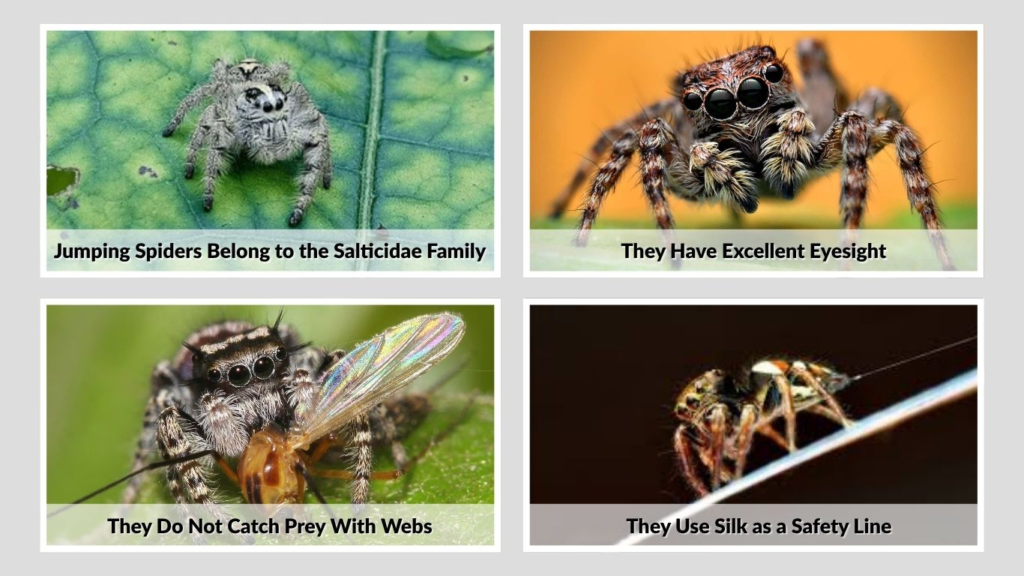 Jumping Spiders Belong to the Salticidae Family