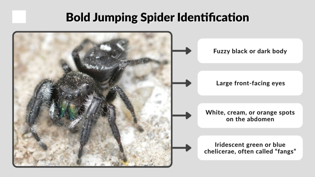 Bold Jumping Spider Identification