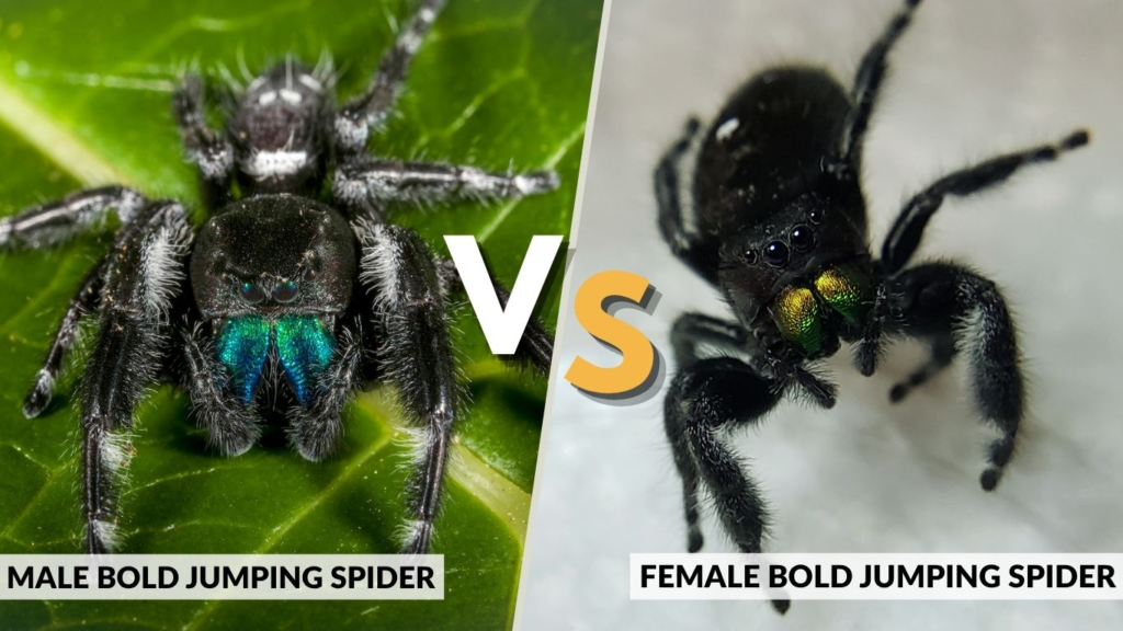 Male vs Female Bold Jumping Spider