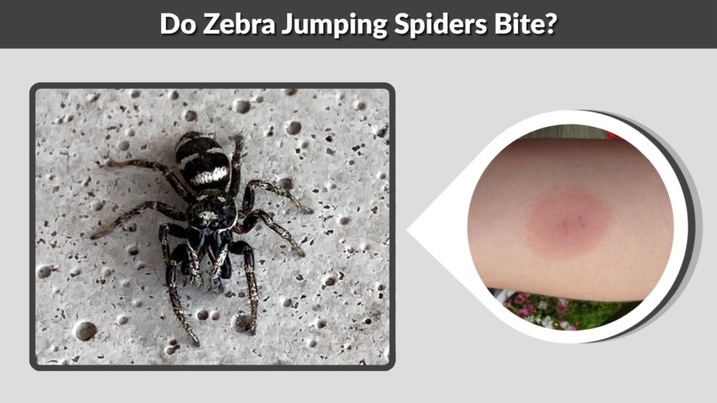 Do Zebra Jumping Spiders Bite?