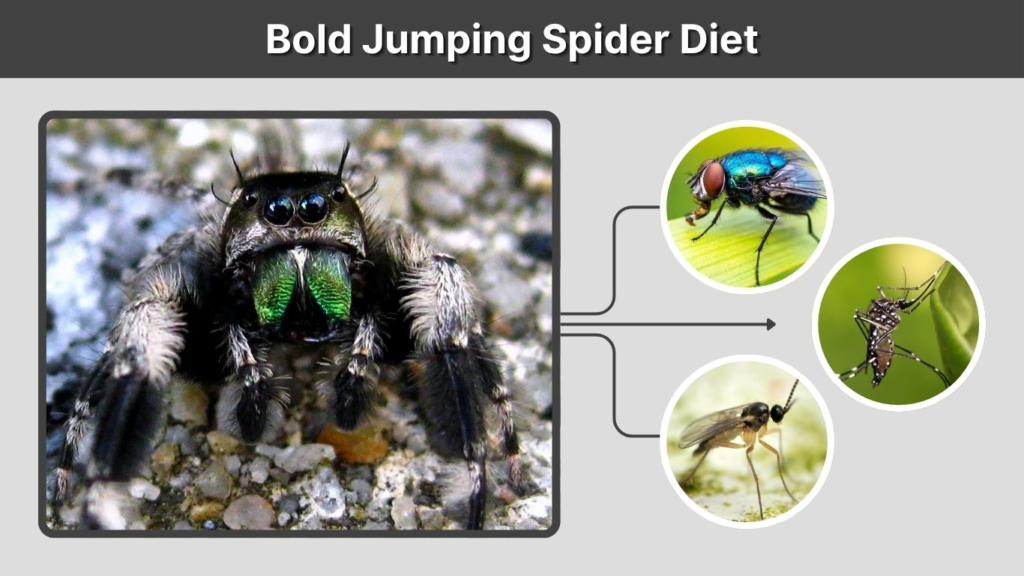 Bold Jumping Spider Diet