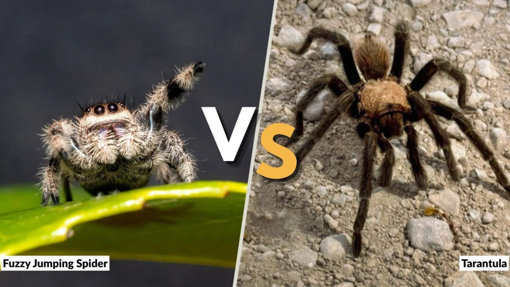 Fuzzy Jumping Spider vs Tarantula: What Is the Difference?