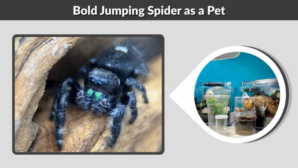 Bold Jumping Spider as a Pet
