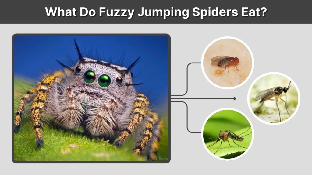 What Do Fuzzy Jumping Spiders Eat?