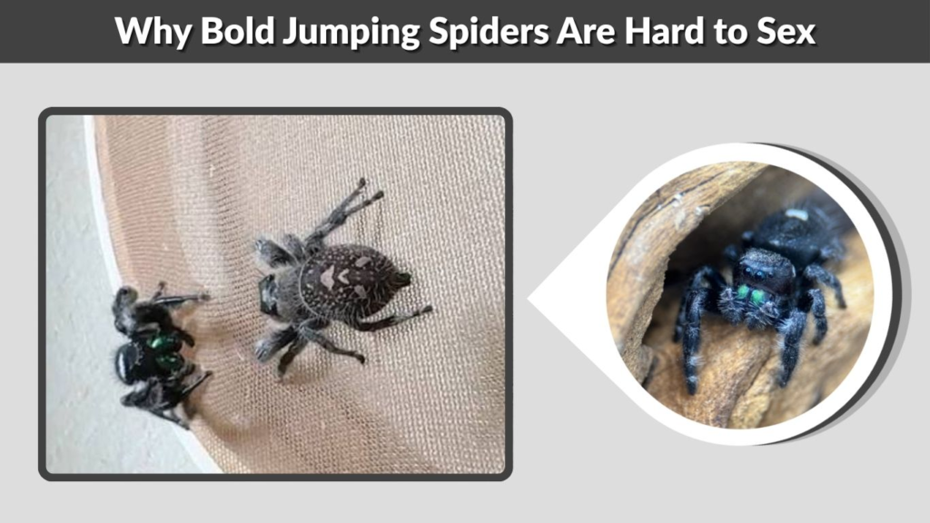 Why Bold Jumping Spiders Are Hard to Sex