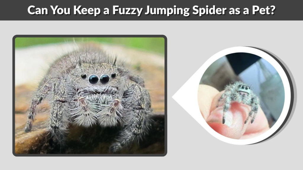 Can You Keep a Fuzzy Jumping Spider as a Pet?