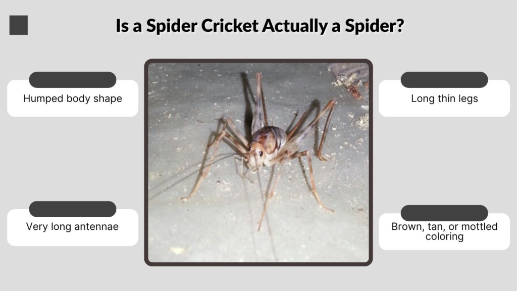 Is a Spider Cricket Actually a Spider?