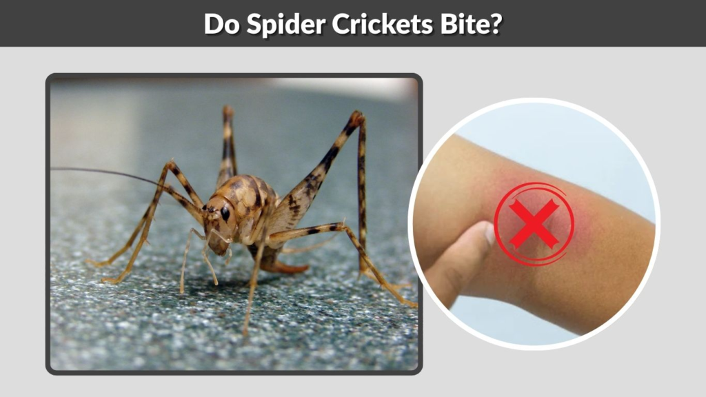 Do Spider Crickets Bite?