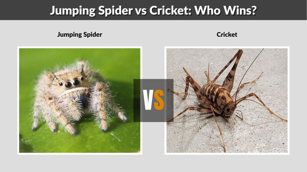 Jumping Spider vs Cricket: Who Wins?