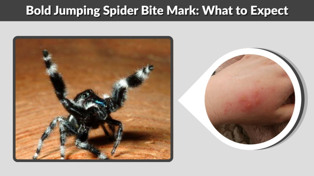Bold Jumping Spider Bite Mark: What to Expect
