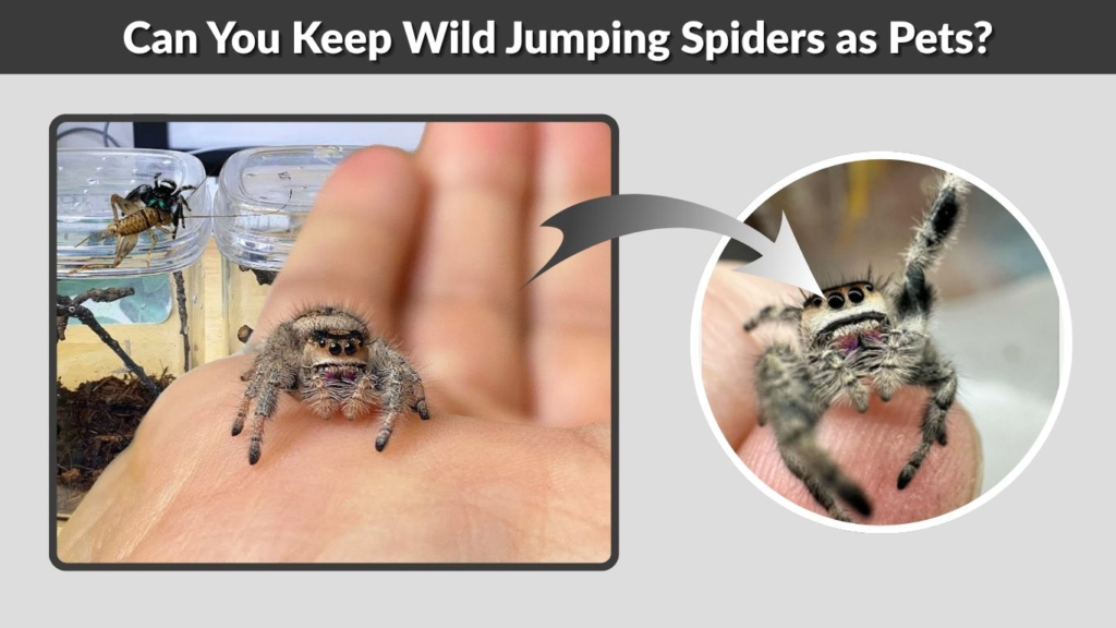 Can You Keep Wild Jumping Spiders as Pets?