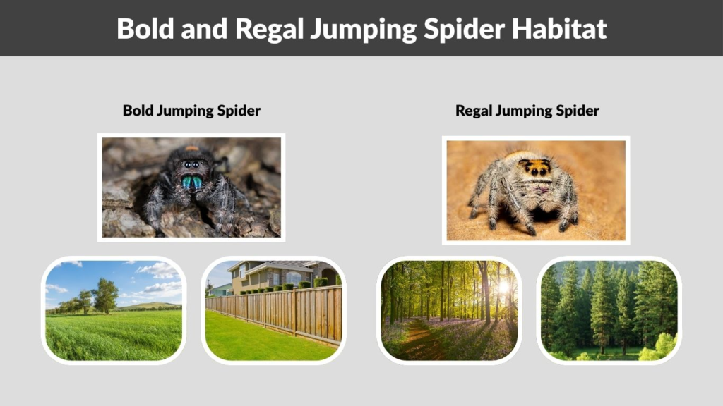 Bold and Regal Jumping Spider Habitat