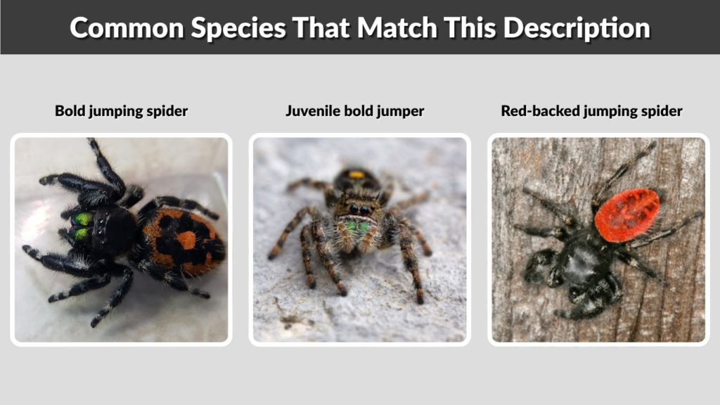 Common Species That Match This Description