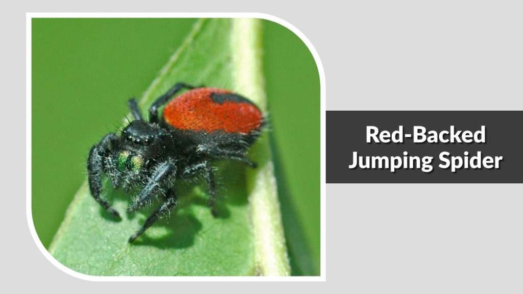 Red-Backed Jumping Spider