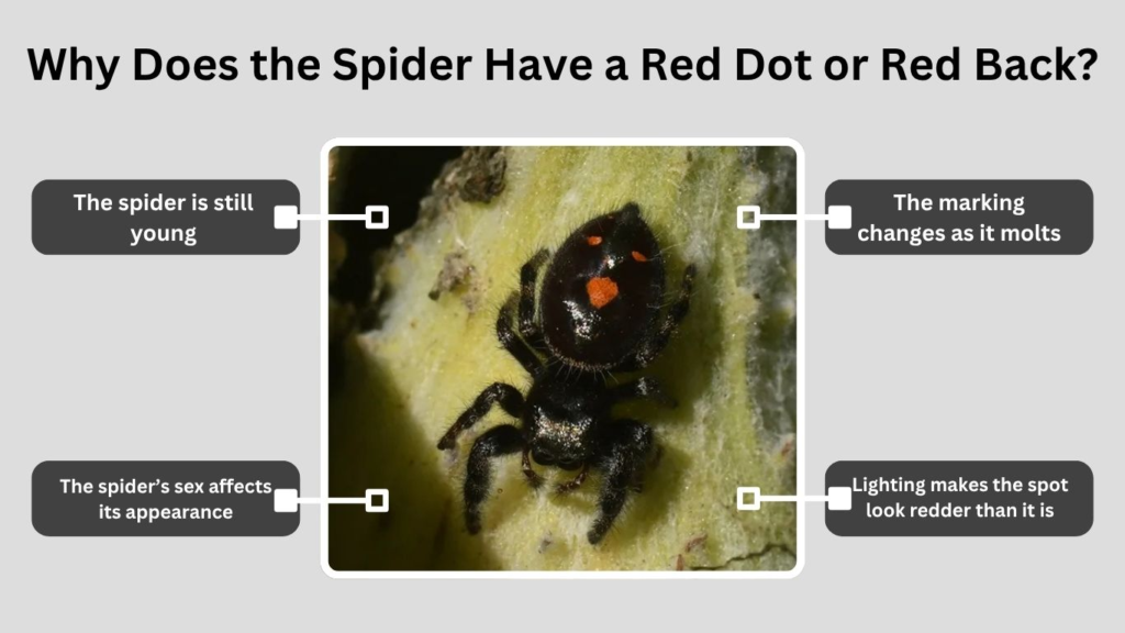 Why Does the Spider Have a Red Dot or Red Back?