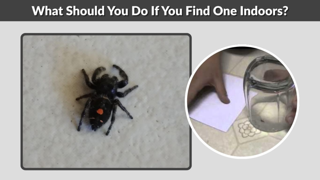 What Should You Do If You Find One Indoors?