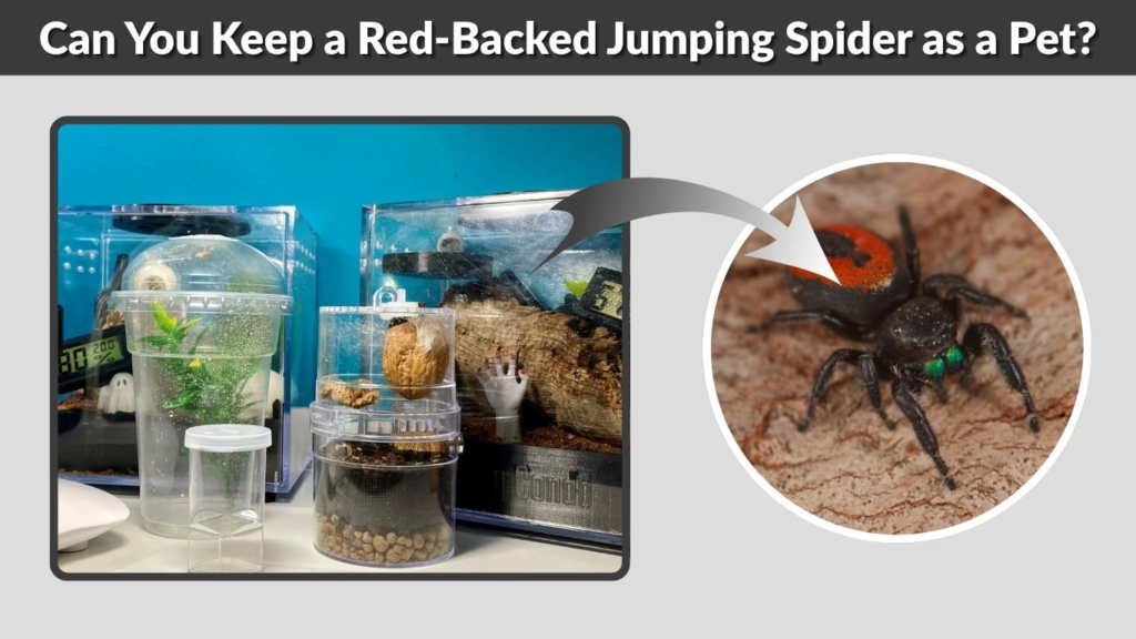 Can You Keep a Red-Backed Jumping Spider as a Pet?