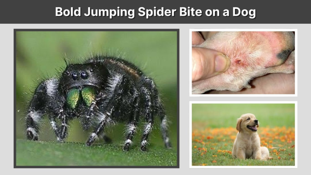 Bold Jumping Spider Bite on a Dog