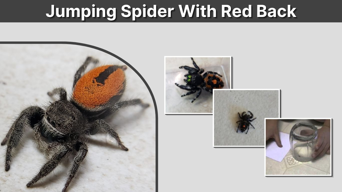 Jumping Spider With Red Back: Identification and Safety Guide