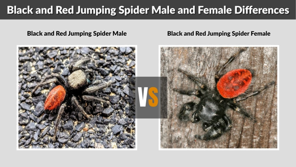 Black and Red Jumping Spider Male and Female Differences