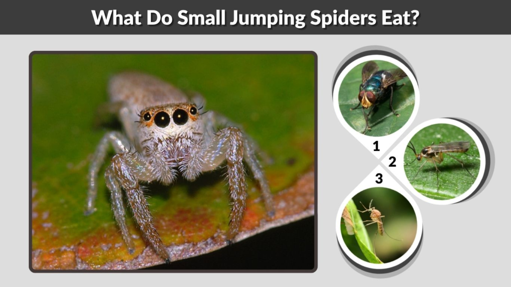 What Do Small Jumping Spiders Eat?