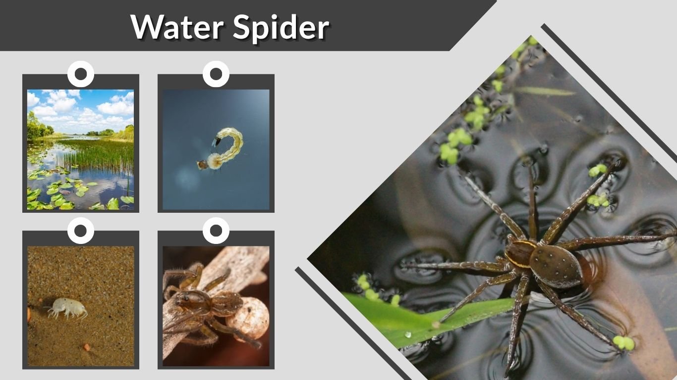 Water Spider: Facts, Habitat, Size, Behavior, and More