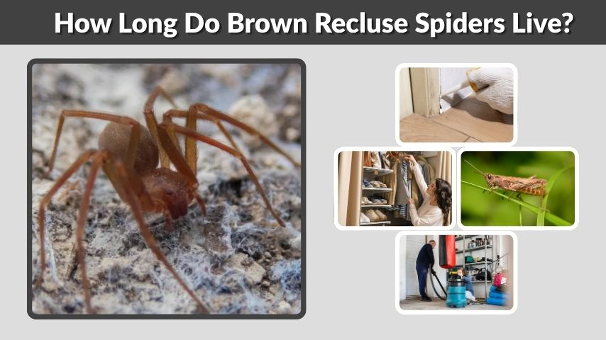 How Long Do Brown Recluse Spiders Live?
