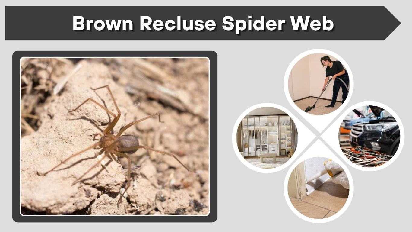 Brown Recluse Spider Web: What Does It Look Like?